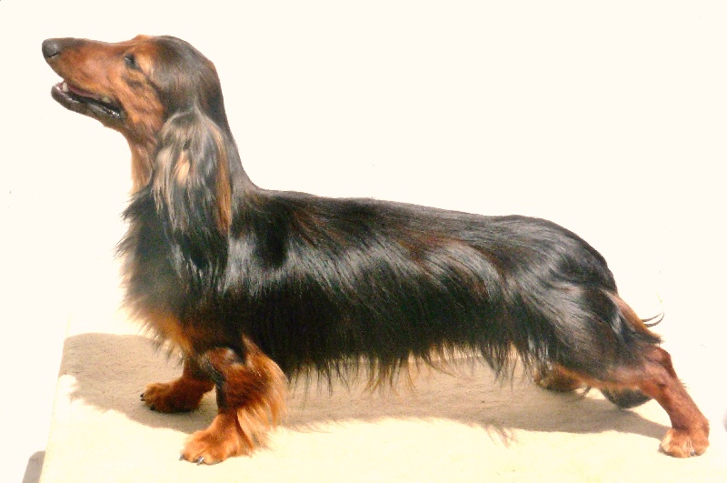 Dona inès D'harcourt