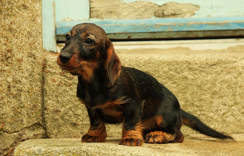 D'harcourt - Chiots disponibles - Teckel poil dur