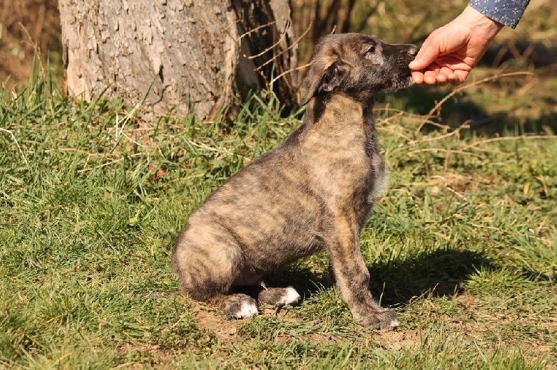D'harcourt - Levrier Irlandais - Portée née le 17/01/2015