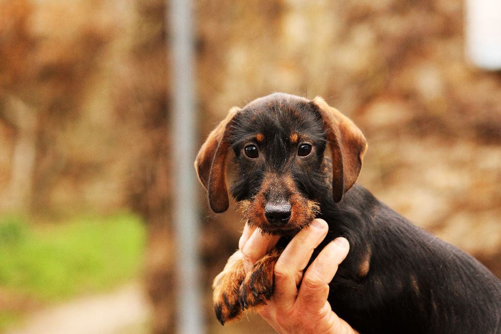 D'harcourt - Chiots disponibles - Teckel poil dur